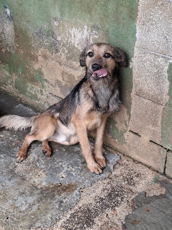 BLUES - cucciolo di 10 mesi - taglia media Foto 6